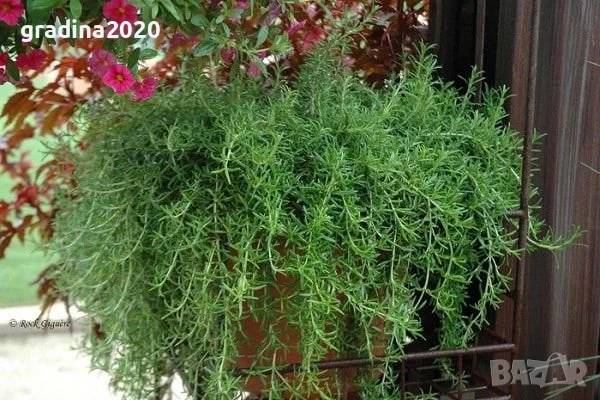Розмарин Каскаден - Rosmarinus officinalis prostrata, снимка 9 - Разсади - 51360282