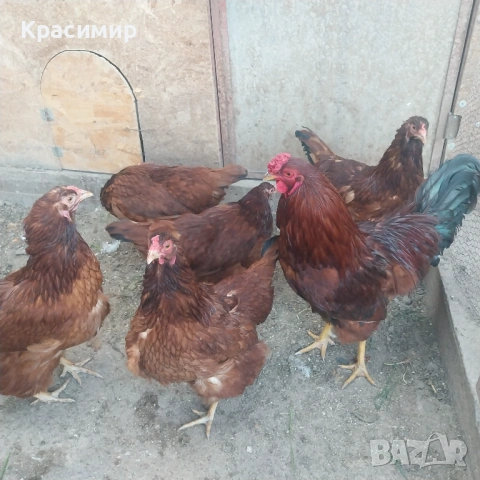 Кокошки Ексел 10м.