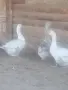 Гъсок с две гъски , снимка 3