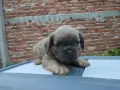 Син фаун Флъфи френски булдог , снимка 4