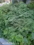 Бяла акация фиданки, снимка 2
