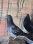 Продавам спортни гълъби , снимка 11