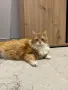 Мила ,сладка и смешна, снимка 3