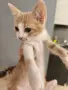 ПОДАРЯВАМ ЖЕНСКИ КОТЕНЦА , снимка 2