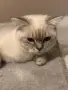 Шотлански котета, снимка 5
