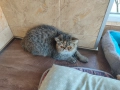 Женски екзотични персийски котки на 4,5 години 2,5 години и на 4 месеца., снимка 5
