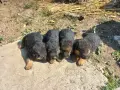 немски овчарки на 2 месеца, снимка 10