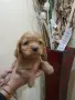 чистокръвни кокер шпаньоли, снимка 4