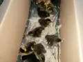 Неми и крякащи патици, петли, токачки. , снимка 9