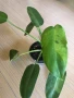 Philodendron Jose Buono , снимка 2