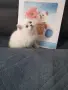 КОТЕНЦЕ КАТО  ОТ РЕКЛАМА, снимка 6