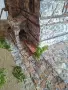 Макет на къща в Родопите-ръчна изработка., снимка 11