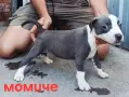 Pitbul-Питбул-Pitbul, снимка 8