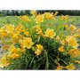 Продавам Цветя Хемерокалис - за пролетно засаждане, снимка 1 - Разсади - 36687859