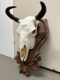 Трофей от бизон с дърворезбована поставка, снимка 1