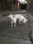 Продавам женска мини чихуахуа, снимка 1