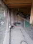 Залени явайски пауни , снимка 1