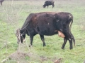 Юници крави телета бикове, снимка 3