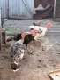 Здрави и добре гледани пуйки, подходящи за отглеждане., снимка 2