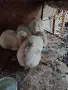 продавам кочовати зайци , снимка 9