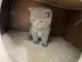 Британски късокосмести котета , снимка 7