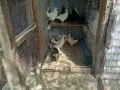 Пилета от стокови носачки на 2 месеца , снимка 2