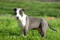 *Американски Стафордшир Териер бебета с FCI родословие- Jordan Staff Kennel*, снимка 2
