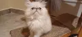 персийски котета, снимка 1
