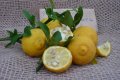 Poncirus trifoliata / Див лимон, снимка 5