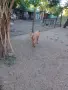 Продавам женско яре, снимка 1