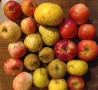 Калеми от разни сортове ябълки и круши, нови и стари , снимка 6