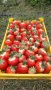 продавам разсад ягоди , снимка 9
