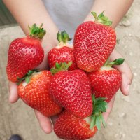 продавам расад ягоди и малини, снимка 13 - Сортови семена и луковици - 30693493