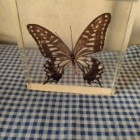 естествени  пеперуди , снимка 6 - Колекции - 39596146