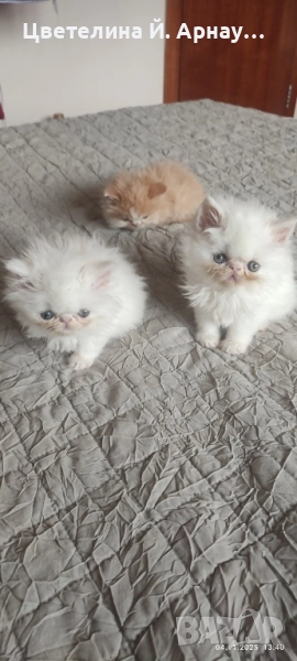 Персийски котета екстремал , снимка 1