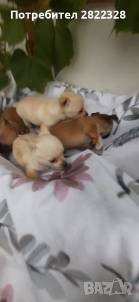 Продавам чихуахуа , снимка 1