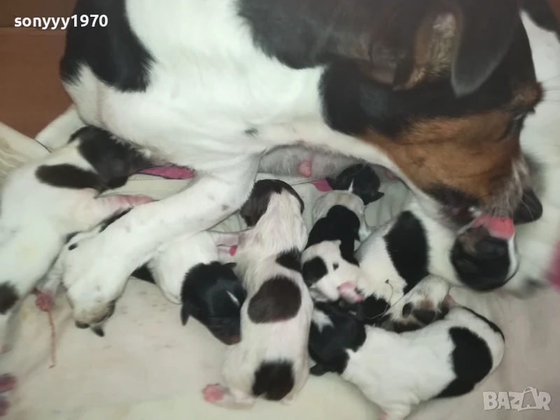 ДЖАК РЪСЕЛ БЕБЕТА-РОДЕНИ 11.08.25г 1208250705, снимка 1