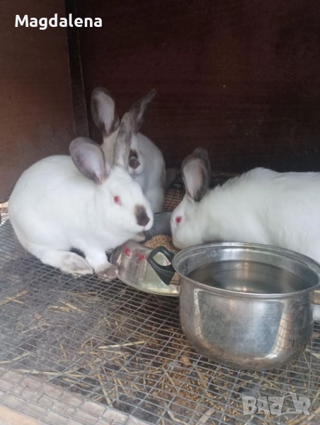 Калифорнийски зайчета , снимка 1