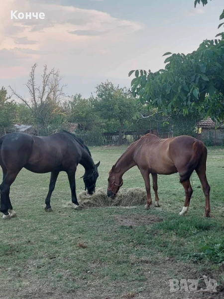 Конна езда, снимка 1