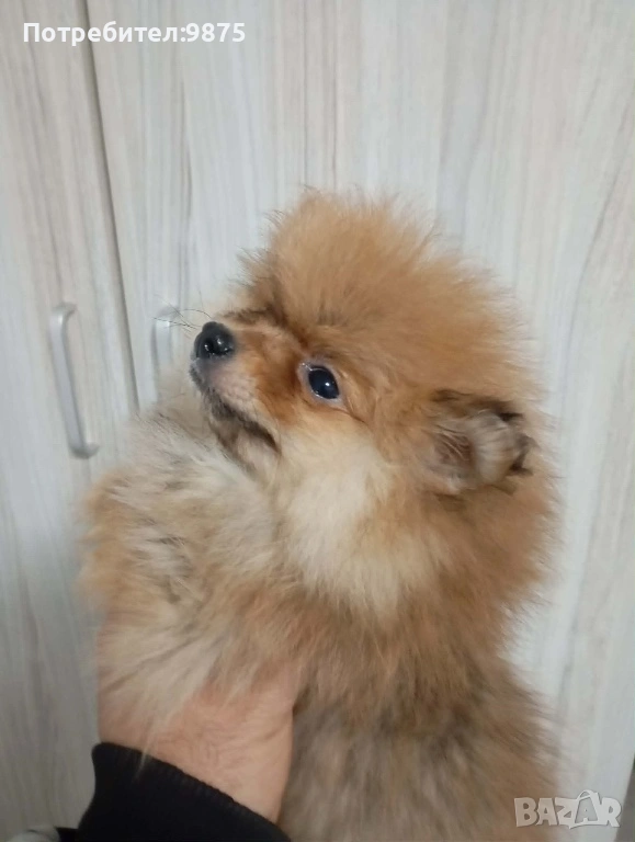 Продавам померани , снимка 1
