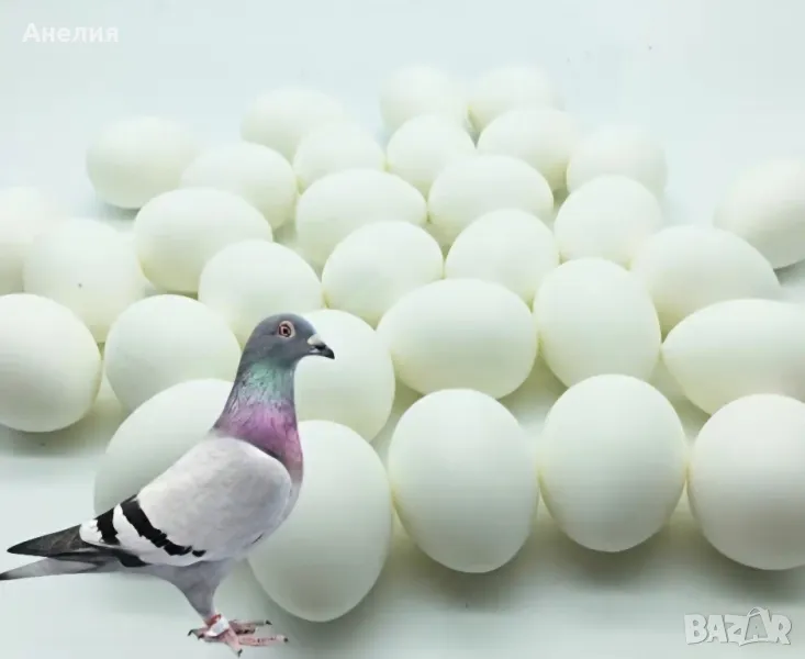 Фалшиви яйца за гълъби, снимка 1