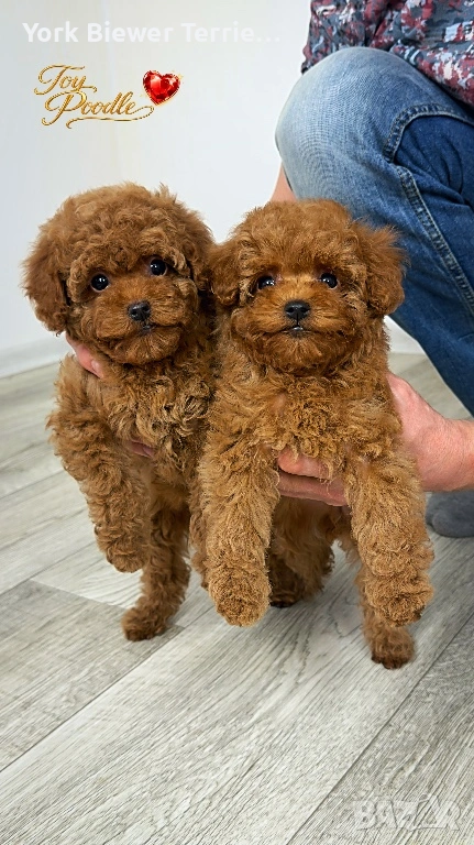 Той Пудел, страхотни момиченца за семейство с деца!, снимка 1