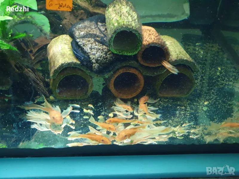 Ancistrus Super red longfin, Super red/Анцитрус Супер ред Воален, Супер ред , снимка 1