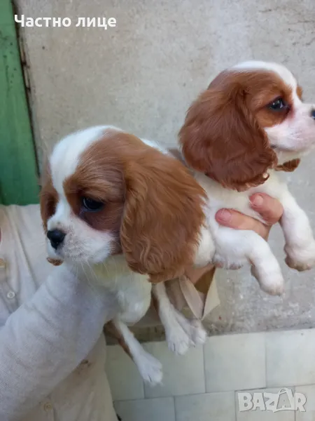 Кавалер Кинг Чарлз Шпаньол, снимка 1