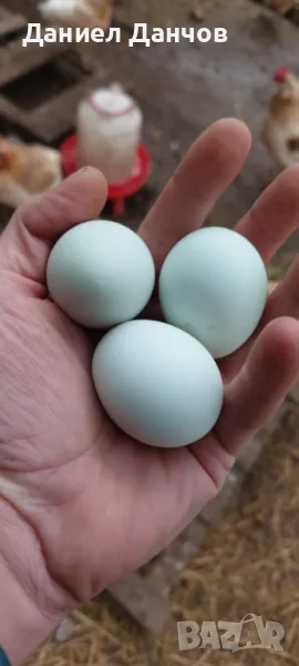 Оплодени яйца от Араукана, снимка 1