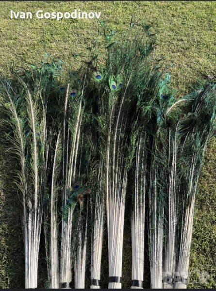 Паунови пера, снимка 1