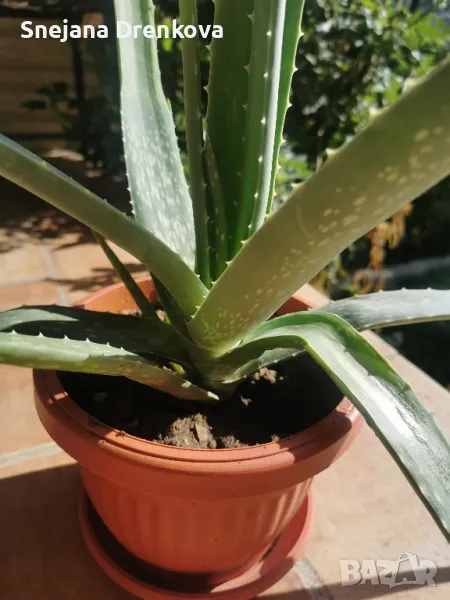 Алое вера Barbadensis.(ядливо), снимка 1