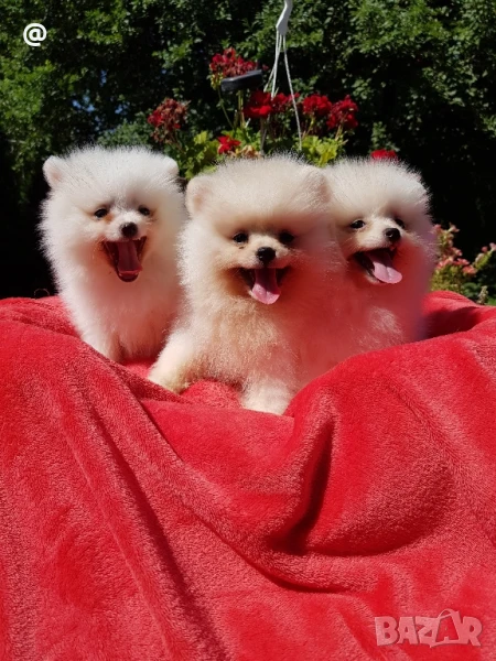 Померан померани Гр.София, снимка 1