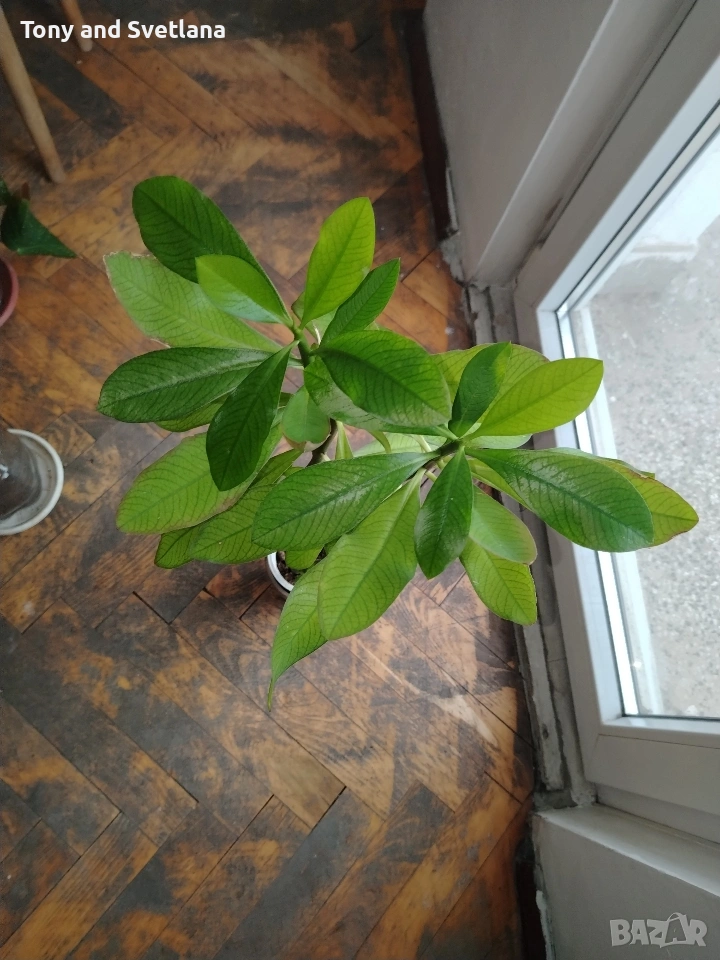 Каучуково дърво (Euphorbia Synadenium) - саксийно растение. , снимка 1