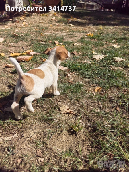 Джак ръсел териерче, снимка 1